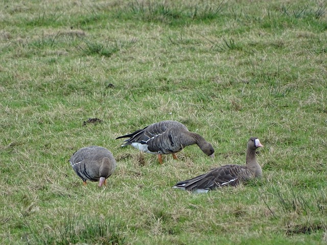 仅有美丽的 仅有美丽的